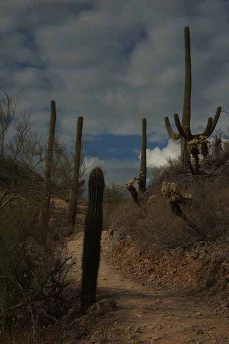 The Overton GoJohn Trail at Cave Creek Regional Park